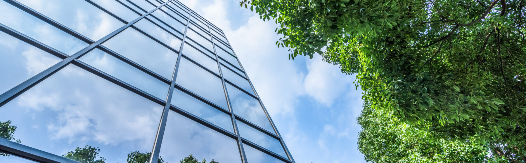 skyscraper and trees